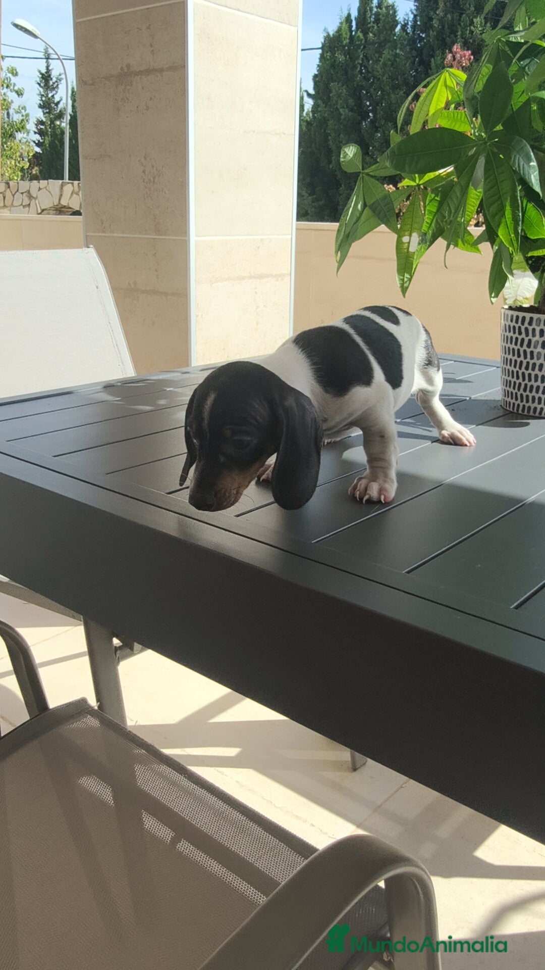 Teckel Miniatura perros en venta: Teckel pielbad mini ♂️ - Imagen 10