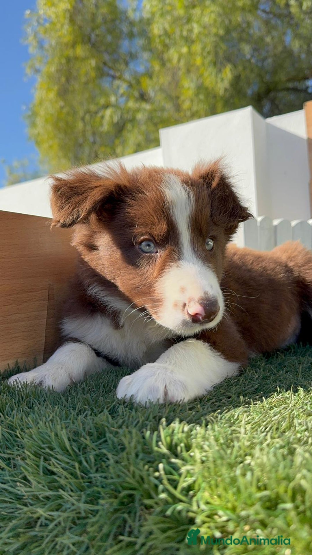 Border Collie perros en venta: BORDER COLLIE MACHO - Anuncio 2