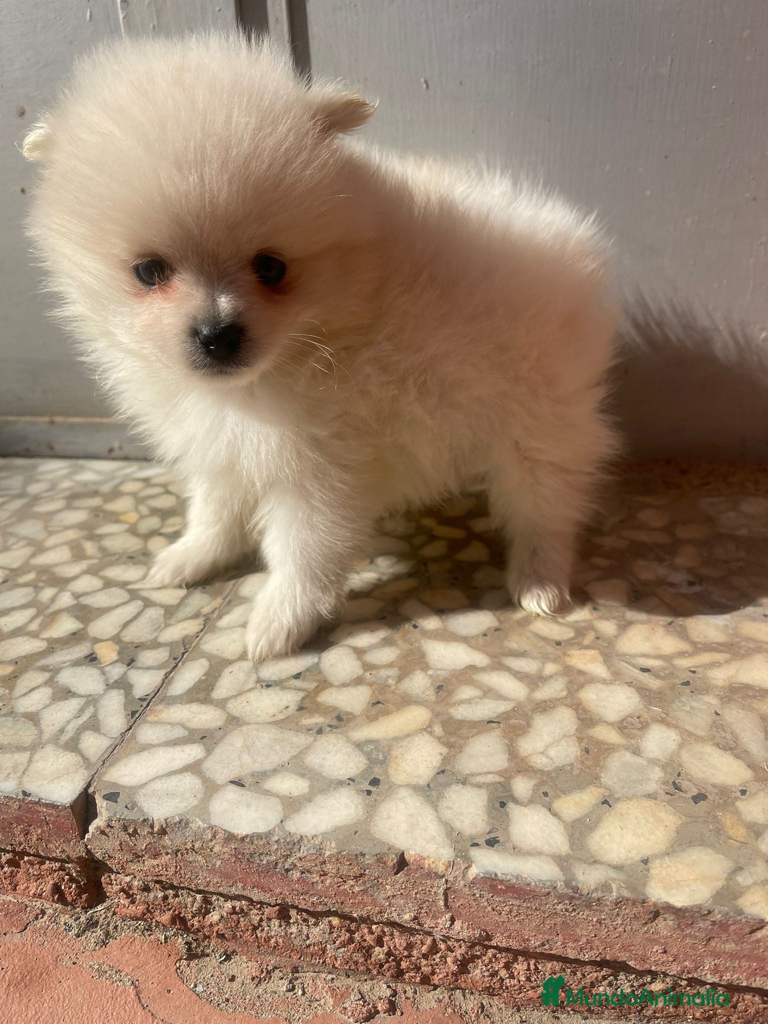 Pomerania perros Pomerania mini toy disponibles - Anuncio 11