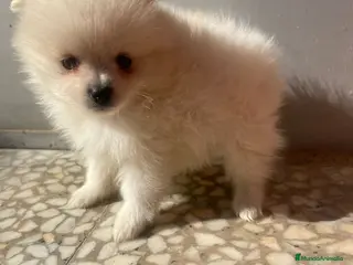 Pomerania perros Pomerania mini toy disponibles - Anuncio 11