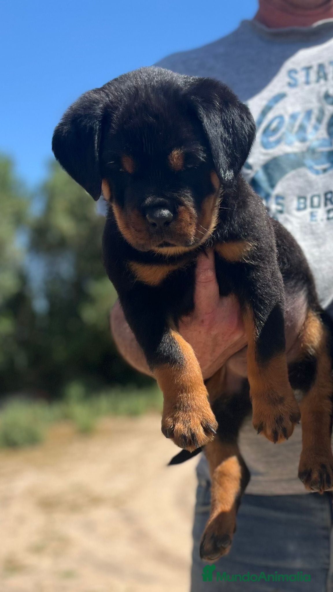 Rottweiler perros en venta: Rottweiler  - Anuncio 4