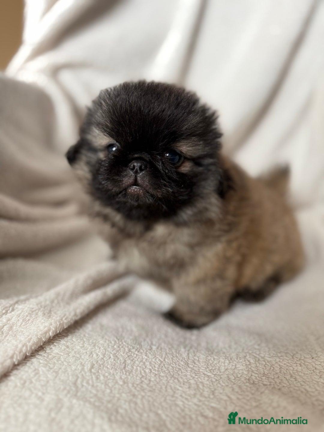 Pekinés perros en venta: Precioso machito de Pekines Imperial - Imagen 6