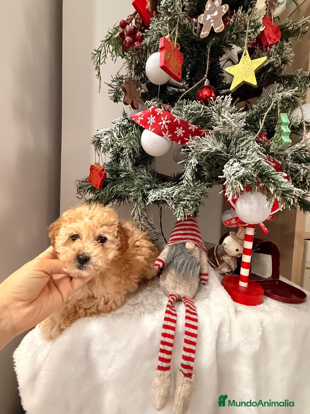 Caniche Toy perros en venta: Caniches - Anuncio 4