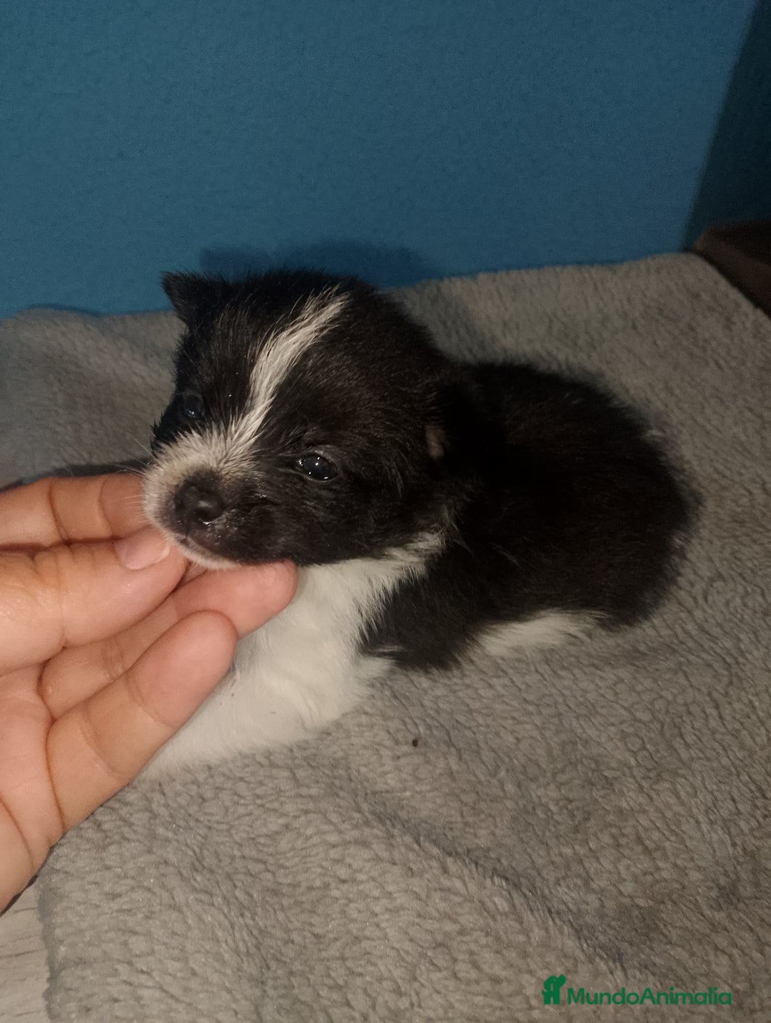 Pomerania perros en venta: Precioso pomchi macho  - Imagen 2