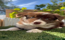 Border Collie perros en venta: BORDER COLLIE MACHO CHOCOLATE - Imagen 12