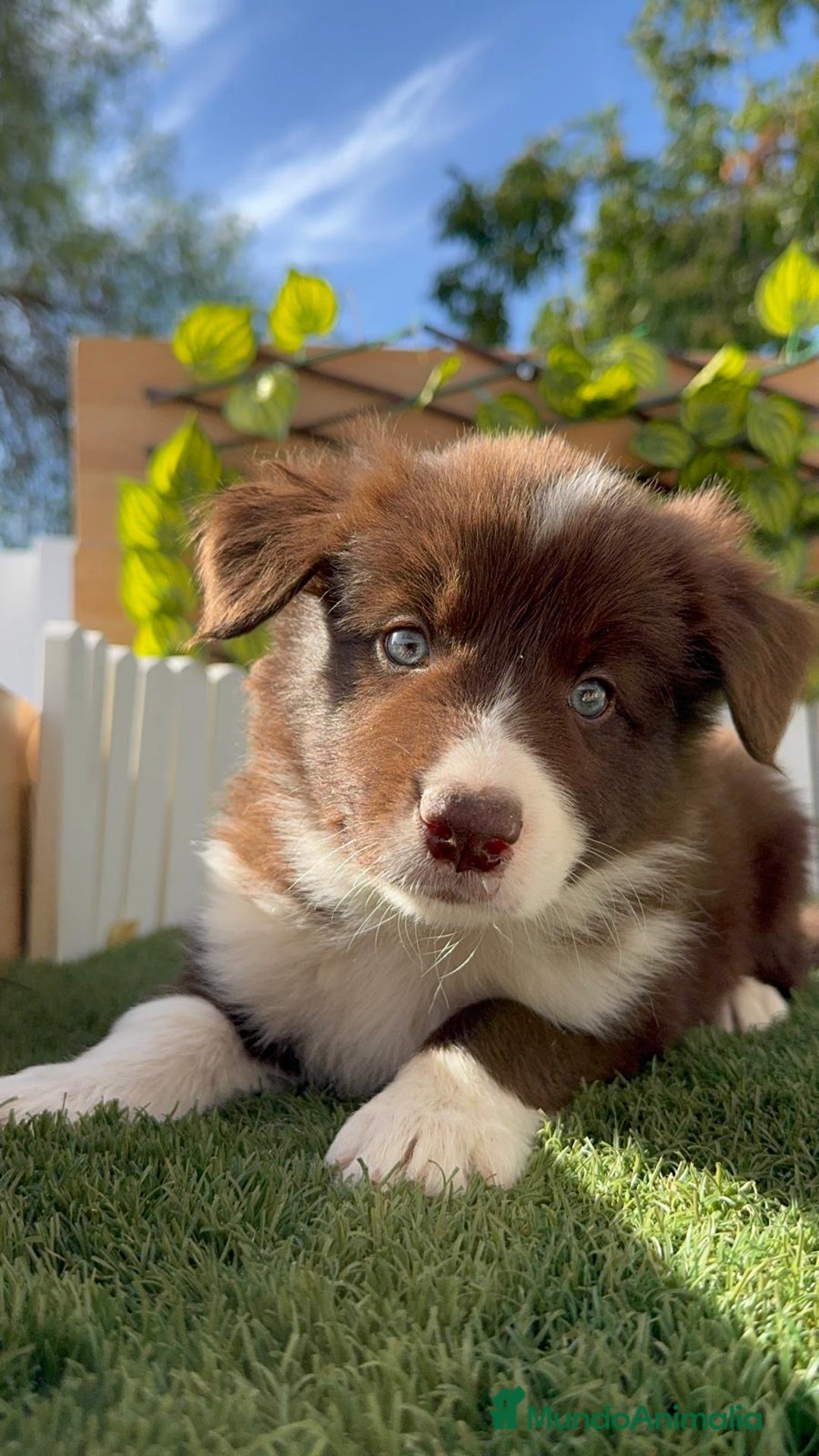 Border Collie perros en venta: BORDER COLLIE MACHO CHOCOLATE - Imagen 12