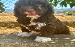 Perro de Agua Español perros en venta: Perro de agua español  - Imagen 3