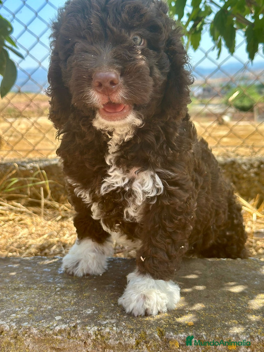 Perro de Agua Español perros en venta: Perro de agua español  - Imagen 3