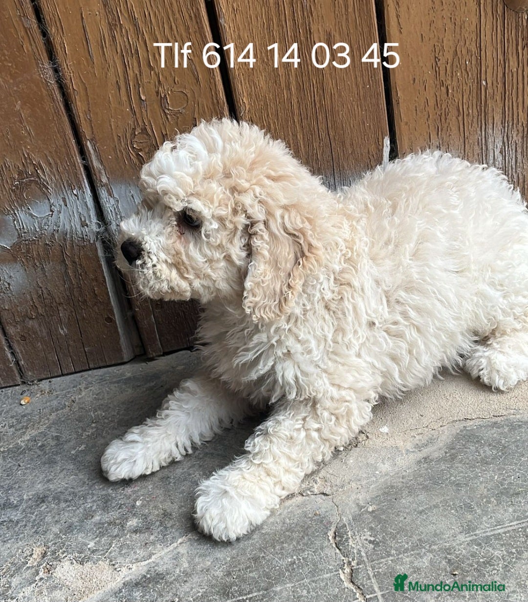 Perro de Agua Español perros Lindo cachorro perro de agua  - Anuncio 1