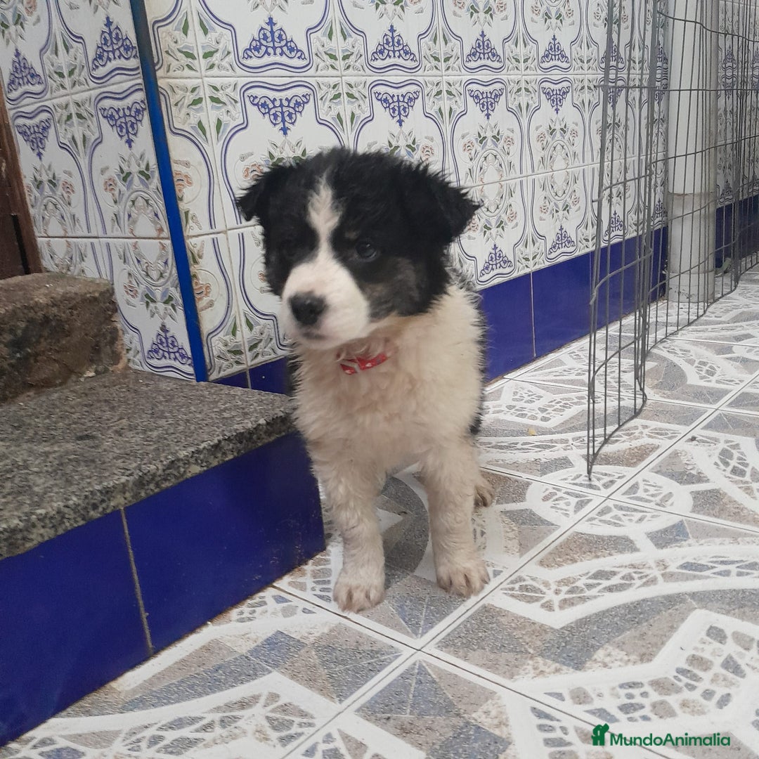 Border Collie perros en venta: BORDER COLLIE - Anuncio 5