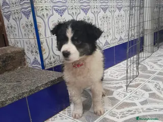 Border Collie perros BORDER COLLIE - Anuncio 23