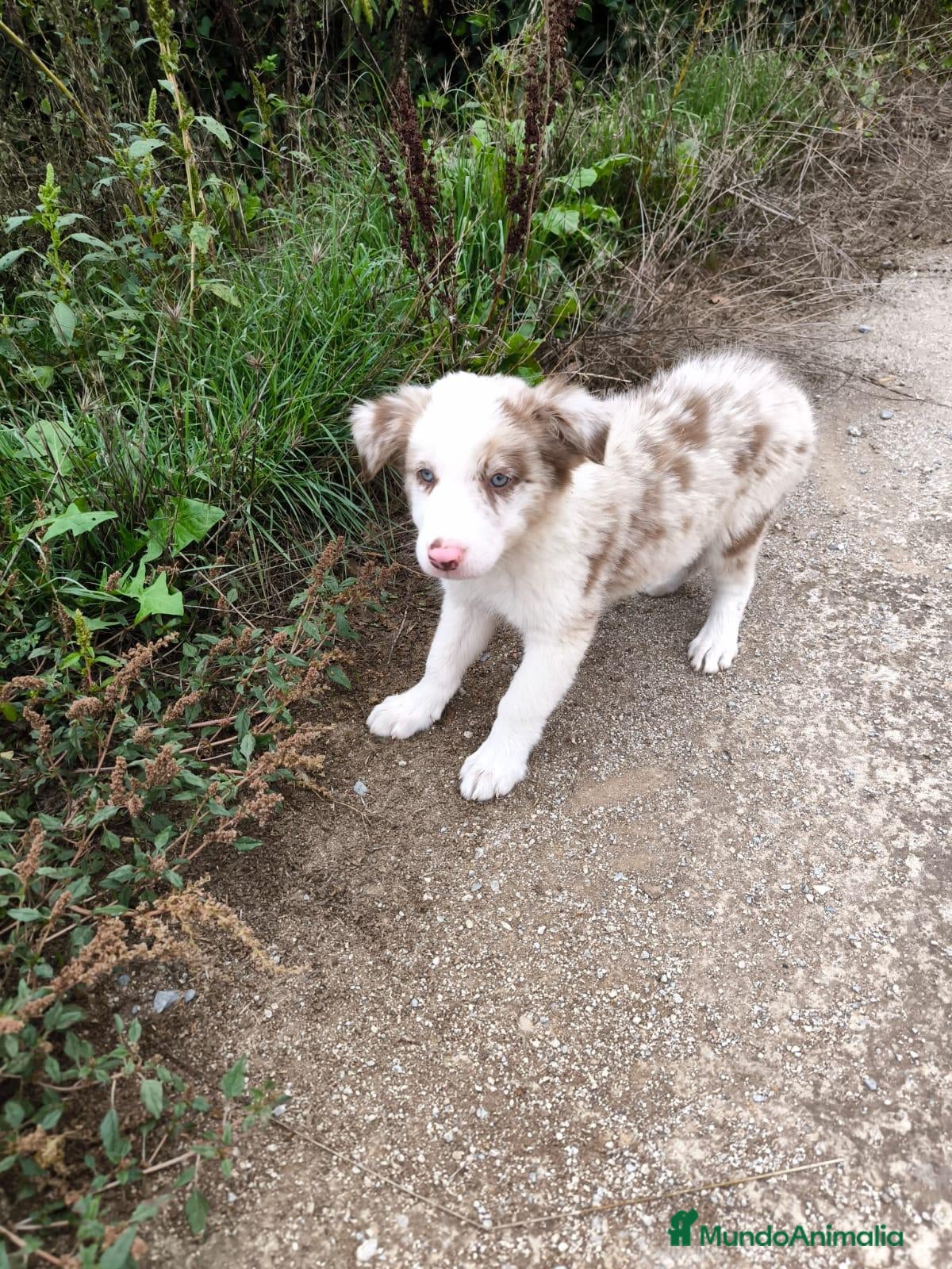 Raza Mixta perros Cachorros border collie 2 meses! - Anuncio 1