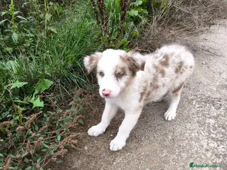 Raza Mixta perros Cachorros border collie 2 meses! - Anuncio 1