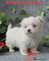 Bichón Maltés Cachorro 8