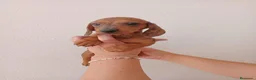 Teckel Miniatura perros en venta: Teckel Miniatura - Anuncio 6