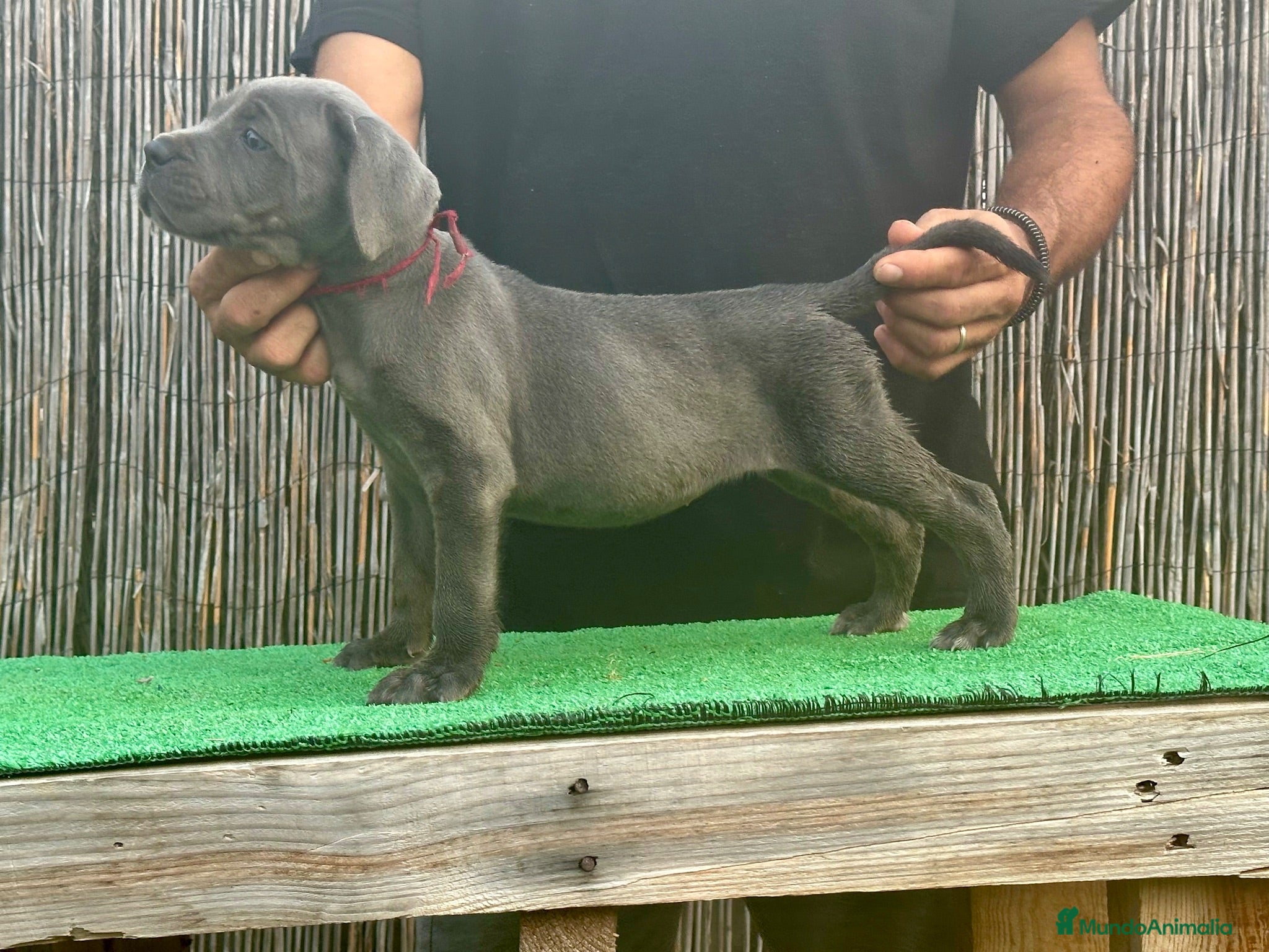 Cane Corso perros Cachorros de Cane Corso Barcelona - Anuncio 2