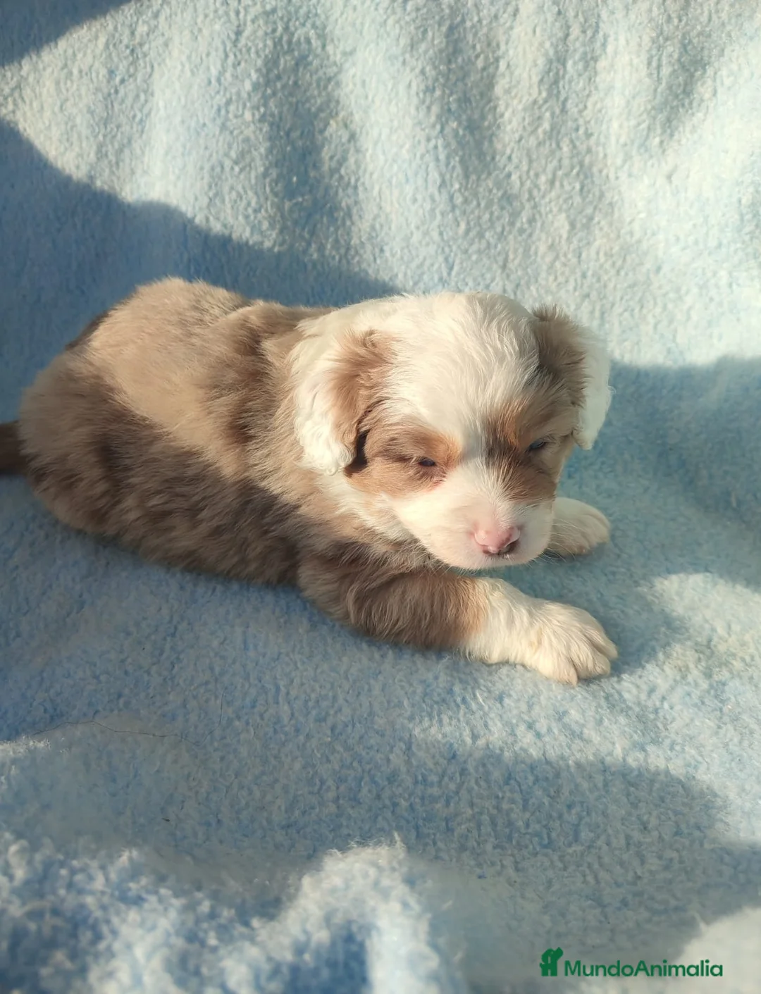 Pastor Miniatura Americano perros en venta: CACHORROS PASTOR AMERICANO MINIATURA - Anuncio 10