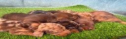 Teckel Miniatura perros en venta: TECKEL MINIATURA - Anuncio 3