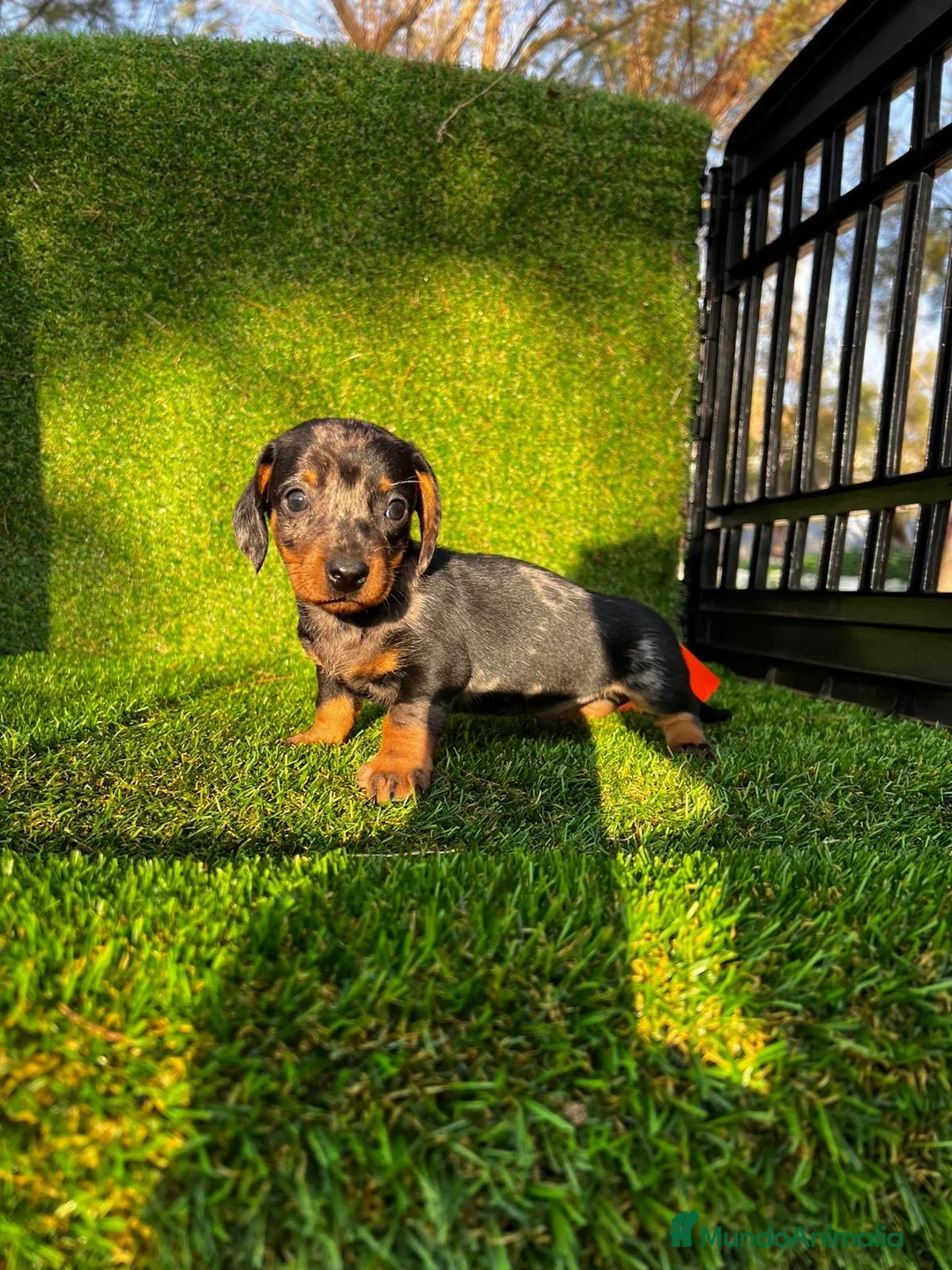 Teckel perros en venta: CACHORROS//// LISTOS PARA ENTREGAR //// en Badajoz - Anuncio 5