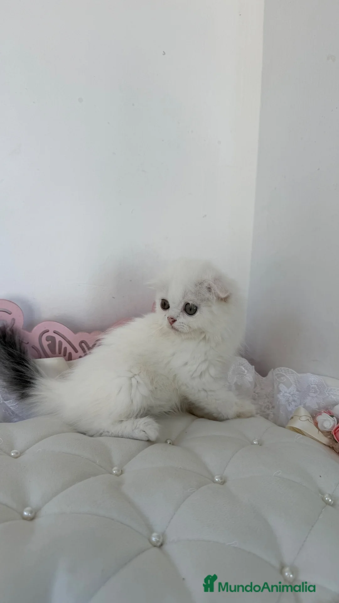 Scottish Fold gatos en venta: Scottish fold - Anuncio 2