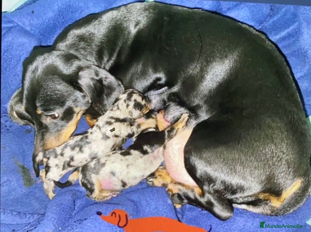 Teckel Miniatura perros en venta: TECKEL MINIATURA DISPONIBLES - Imagen 11