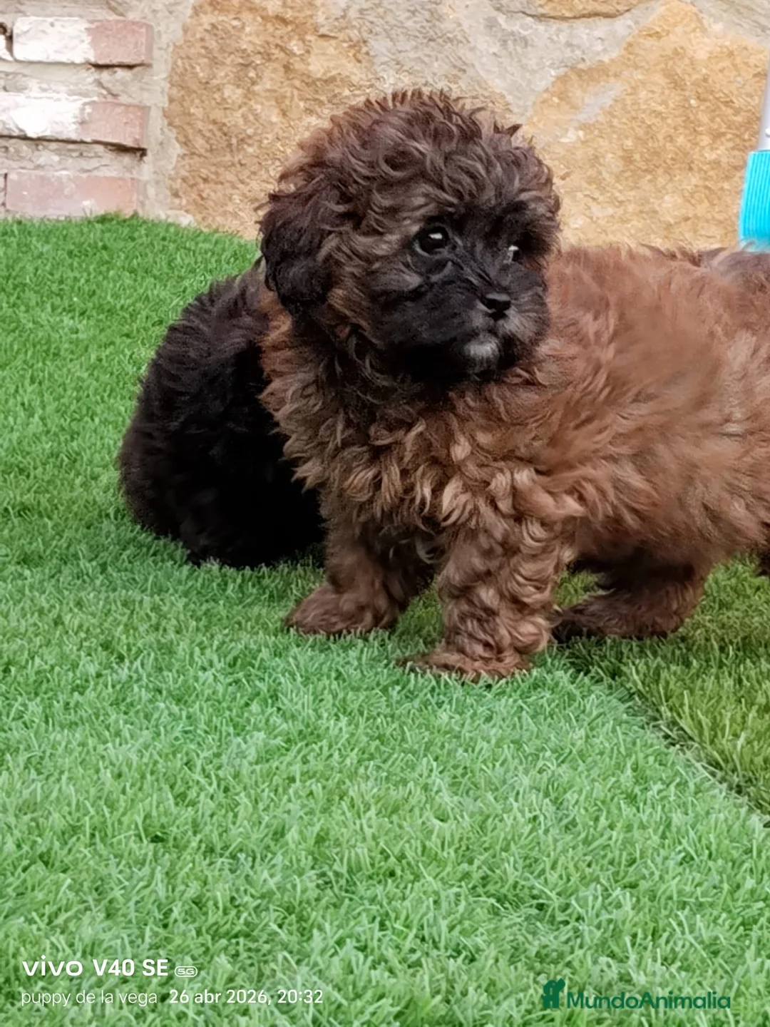 Maltipoo perros en venta: Maltipoo  - Anuncio 2