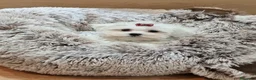 Bichón Maltés perros en venta: Bichón Maltés - Anuncio 8