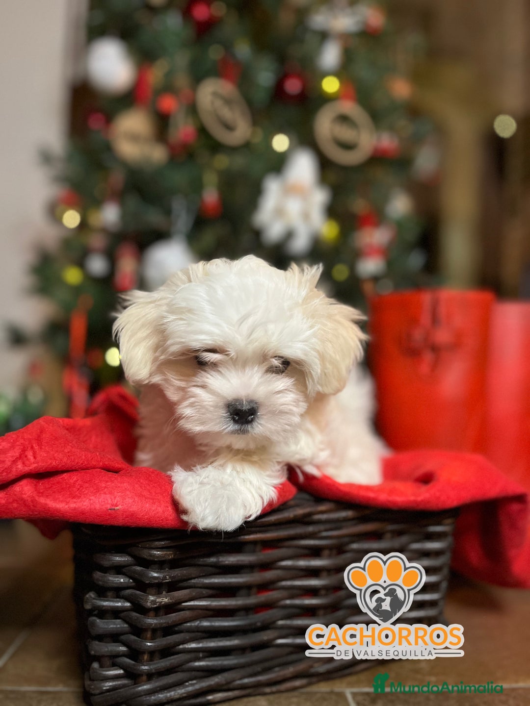 Bichón Maltés perros en venta: Bichón maltés  - Anuncio 7