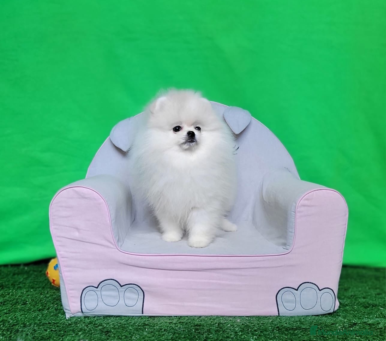 Pomerania perros Pomerania  - Anuncio 1