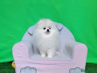 Pomerania perros Pomerania - Anuncio 1