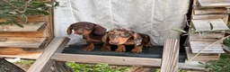 Teckel Miniatura perros en venta: Teckel miniatura pelo corto - Anuncio 4