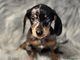 Teckel Miniatura perros Teckel arlequin en Barcelona - Anuncio 21