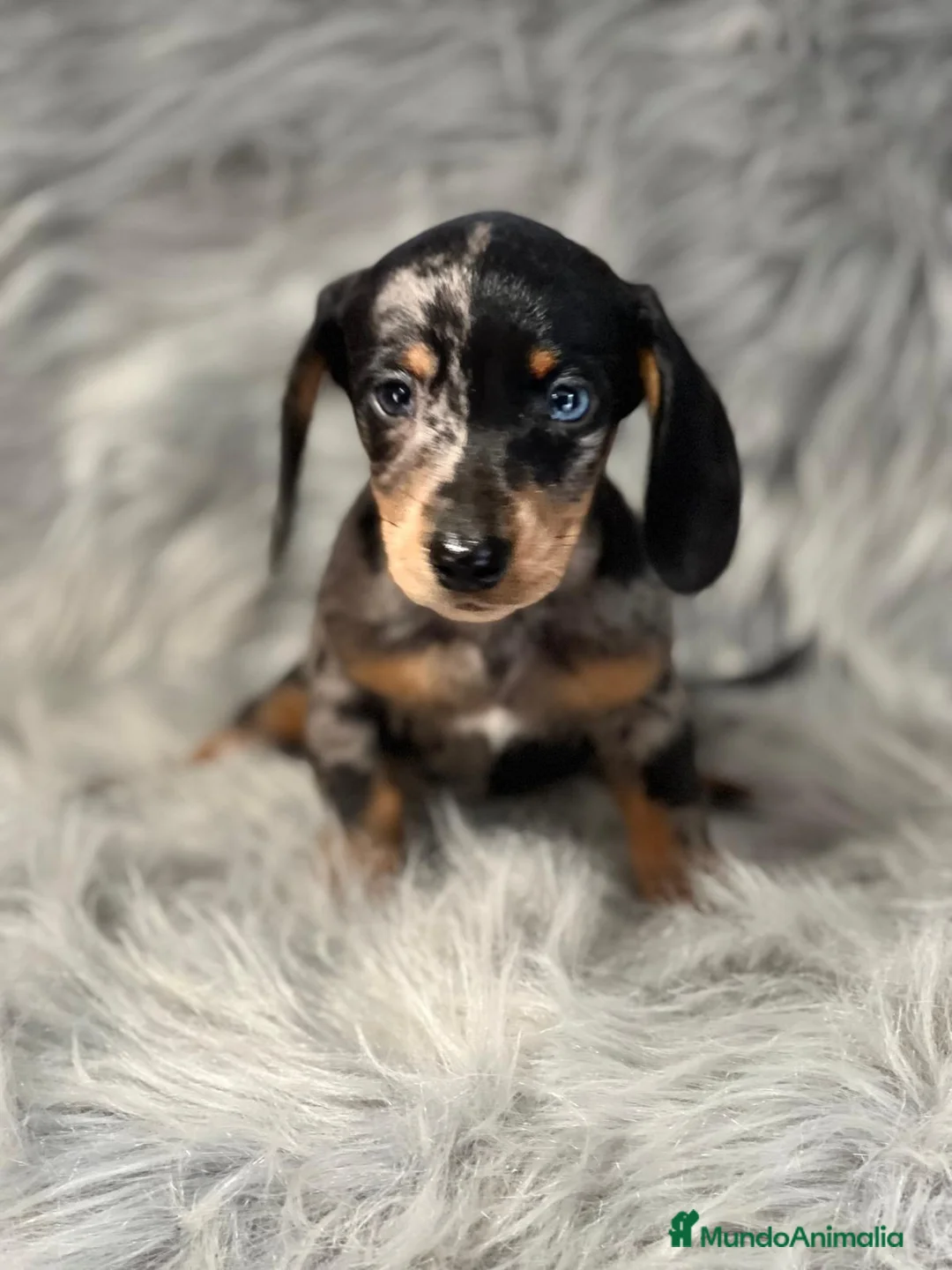 Teckel Miniatura perros en venta: Teckel arlequin  en Barcelona - Anuncio 1