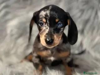 Teckel Miniatura perros Teckel arlequin en Barcelona - Anuncio 15