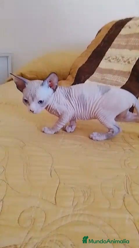 Sphynx gatos Preciosa hembrita ojos azules  - Anuncio 1
