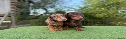 Teckel Miniatura perros en venta: Teckel miniatura pelo corto - Anuncio 3