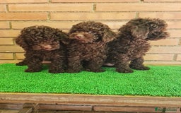 Caniche Enano perros en venta: Caniche - Imagen 2
