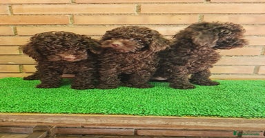 Caniche Enano perros - Propaganda 15