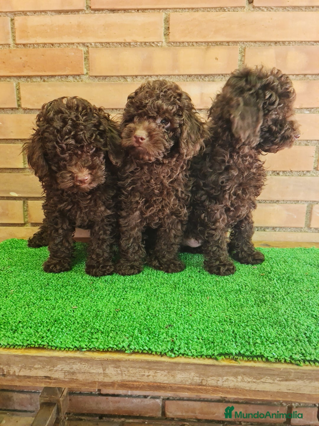 Caniche Enano perros en venta: Caniche - Imagen 2