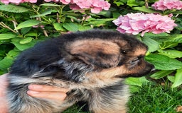 Pastor Alemán perros en venta: Pastores alemanes  - Imagen 8