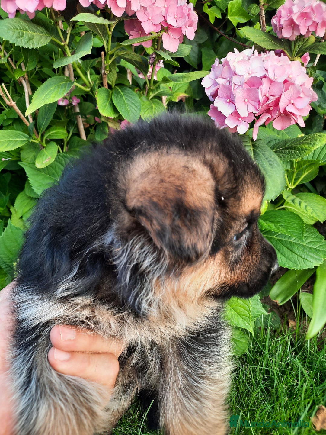 Pastor Alemán perros en venta: Pastores alemanes  - Imagen 8