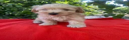 Maltipoo perros en venta: PRECIOSO MALTIPOO  - Anuncio 1