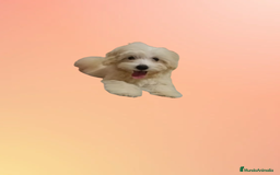 Maltipoo perros en venta: OFERTA ESPECIAL PARA MACHITO MALTIPOO - Imagen 3