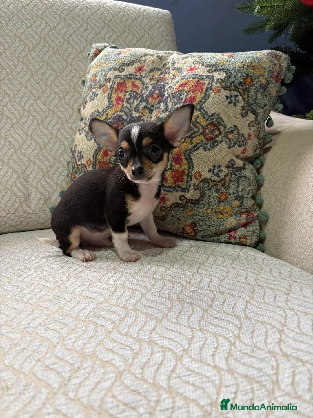 Chihuahua perros en venta: Macho chihuahua Toy tricolor  - Anuncio 2