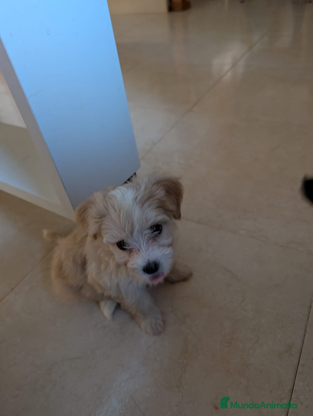Maltipoo perros en venta: Camada de Maltipoo  - Imagen 8