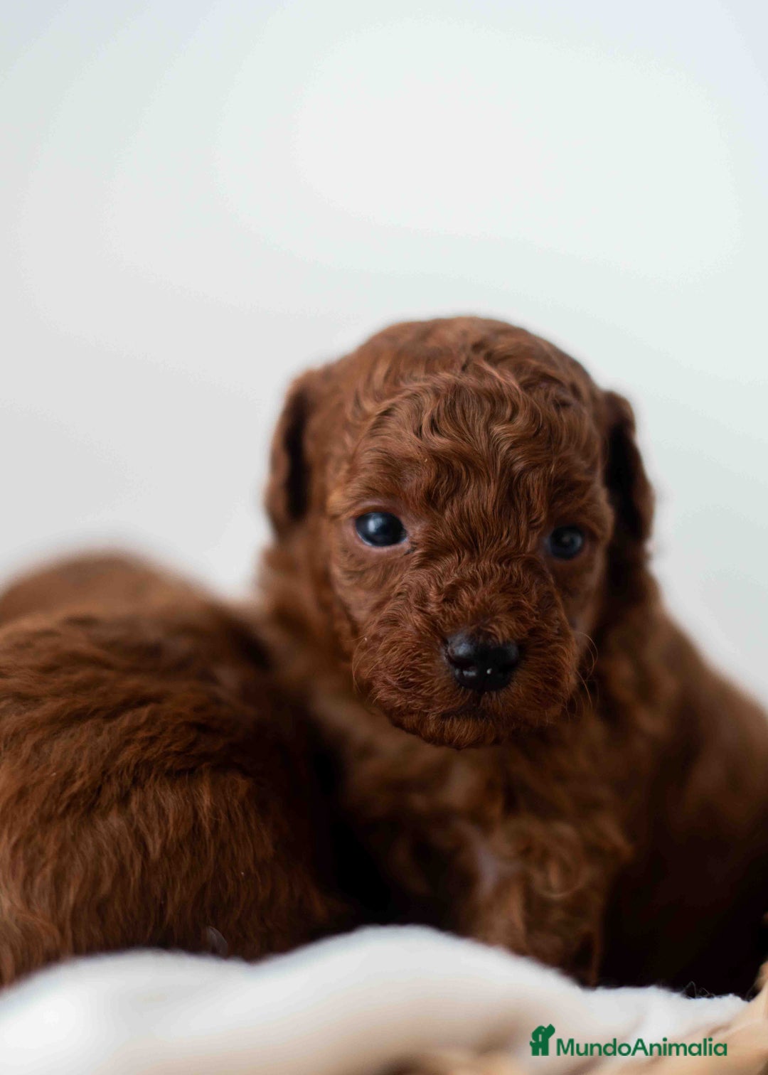 Caniche Toy perros en venta: Caniche toy rojo intenso - Anuncio 6