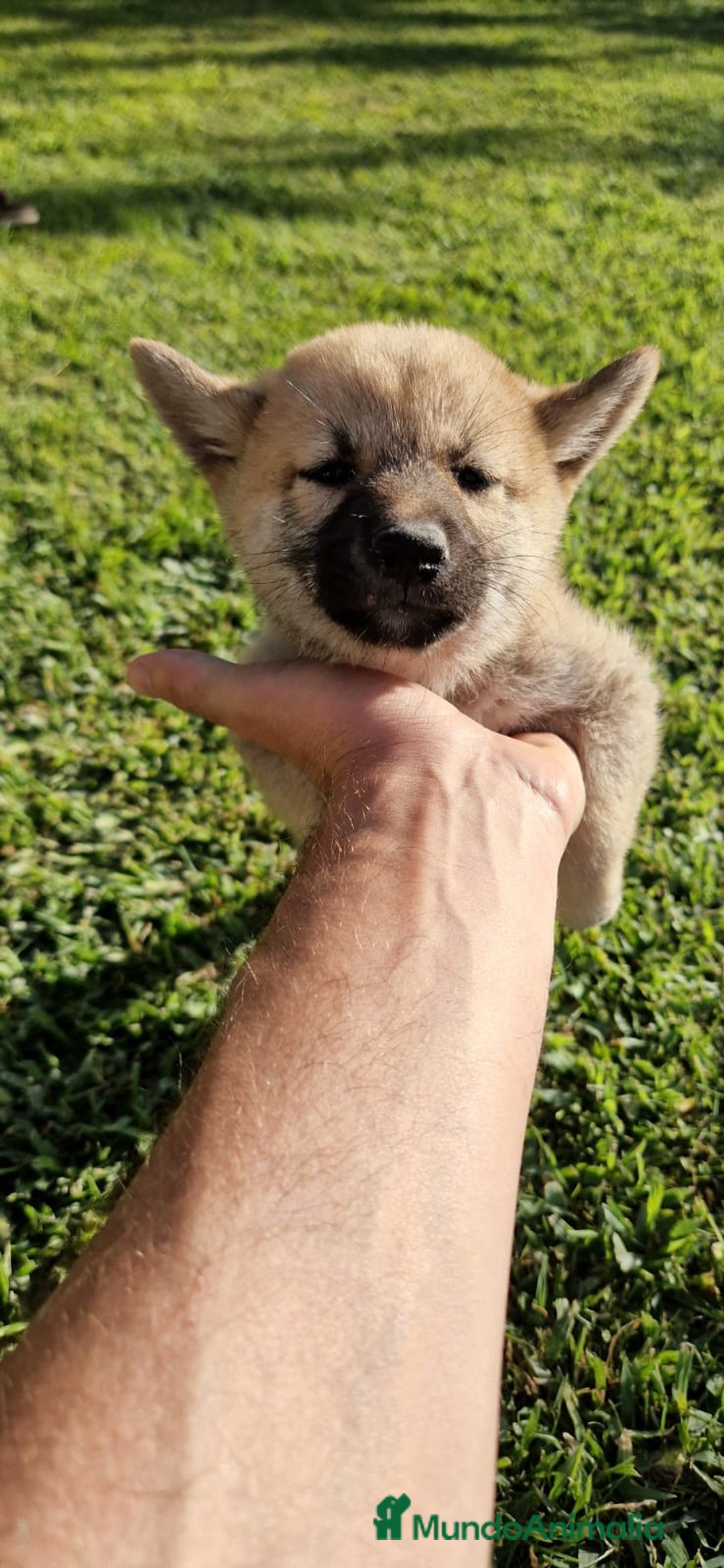 Shiba Inu perros en venta: Cachorros de Shiba Inu - Imagen 3