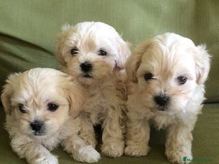 Maltipoo perros maltipoo - Anuncio 4