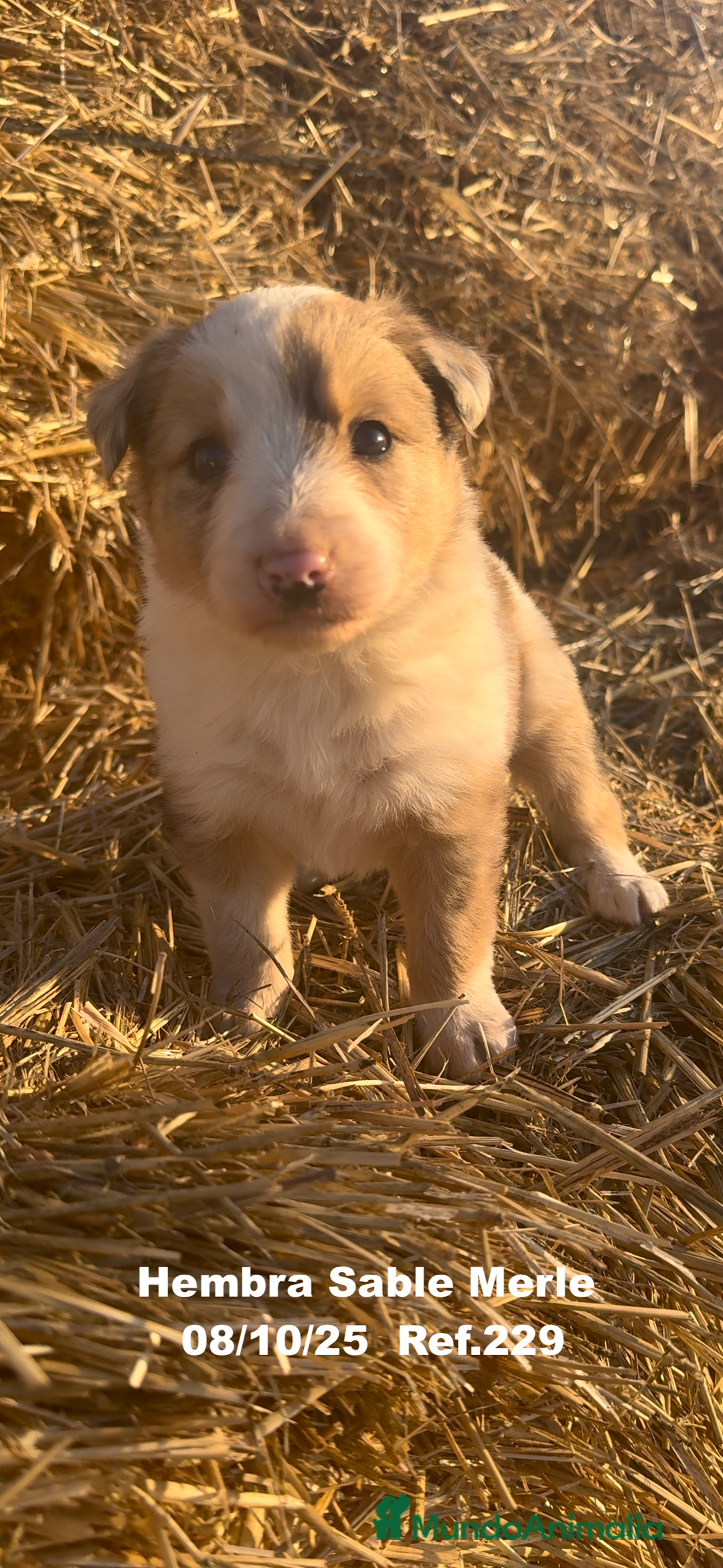 Border Collie perros en venta: BORDER COLLIE Sable Merle - Imagen 10