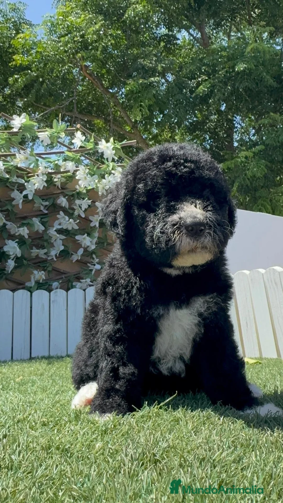 Perro de Agua Español perros en venta: PERRO DE AGUA ESPAÑOL - Anuncio 2